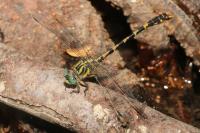 Onychogomphus uncatus