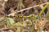 Onychogomphus forcipatus
