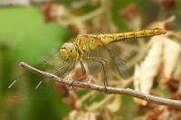 Sympetrum meridionale