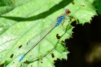 Erythromma viridulum