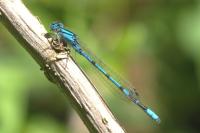 Enallagma cyathigerum