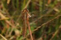 Crocothemis erythraea