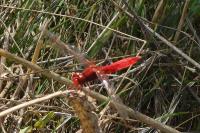 Crocothemis erythraea