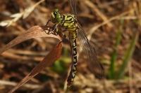 Onychogomphus forcipatus