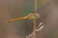 Sympetrum meridionale