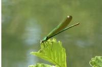 Calopteryx splendens