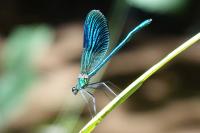Calopteryx splendens