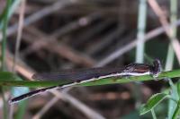 Sympecma fusca
