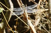 Cordulegaster boltonii