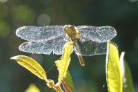 Sympetrum sanguineum