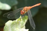 Sympetrum sanguineum