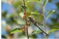 Orthetrum cancellatum
