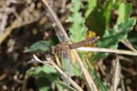 Crocothemis erythraea