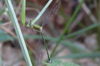 Lestes virens