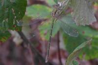 Lestes virens