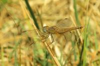 Crocothemis erythraea
