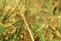 Crocothemis erythraea