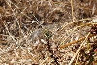 Onychogomphus forcipatus