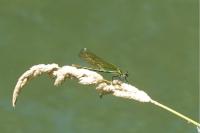 Calopteryx splendens