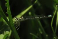 Enallagma cyathigerum