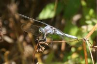 Orthetrum coerulescens