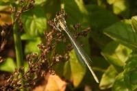 Platycnemis pennipes