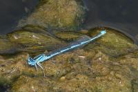 Erythromma lindenii