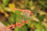 Sympetrum sanguineum