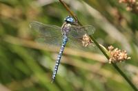 Aeshna affinis