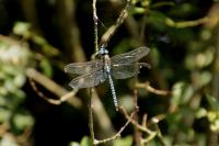 Aeshna affinis