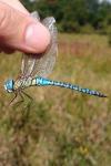 Aeshna affinis