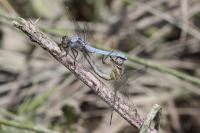 Orthetrum brunneum