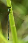 Lestes virens vestalis