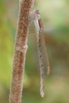 Sympecma fusca