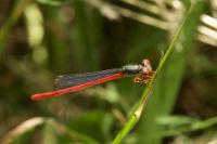 Ceriagrion tenellum