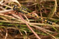 Onychogomphus uncatus