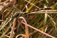 Onychogomphus uncatus
