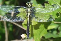 Gomphus vulgatissimus