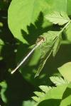 Platycnemis pennipes