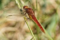 Crocothemis erythraea