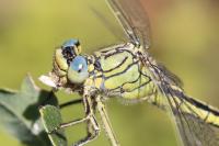 Gomphus pulchellus