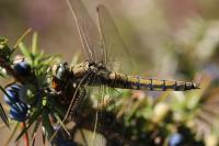 Orthetrum cancellatum