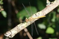 Sympetrum meridionale