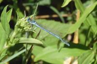 Platycnemis pennipes