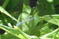 Ischnura elegans