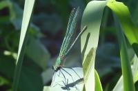 Calopteryx splendens