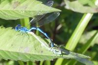 Erythromma lindenii