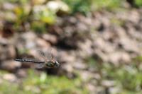 Aeshna mixta