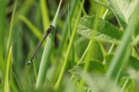 Ischnura elegans