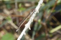 Sympecma fusca